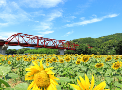 8月写真