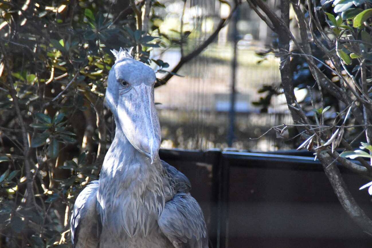 1 月12 日 千葉市動物公園にてハシビロコウに会ってきました 一般社団法人 日本橋梁建設協会